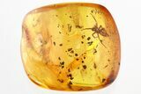 Large Detailed Fossil Jumping Spider (Salticidae) In Baltic Amber #328113-1